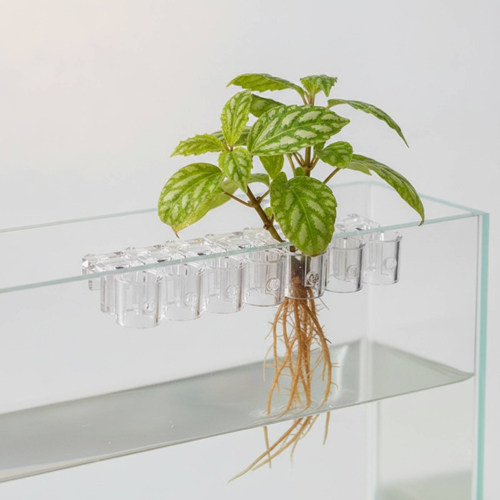 6 Pieces Aquarium Planter Clea - огляд і ціна Aquarium Planted Aquarium