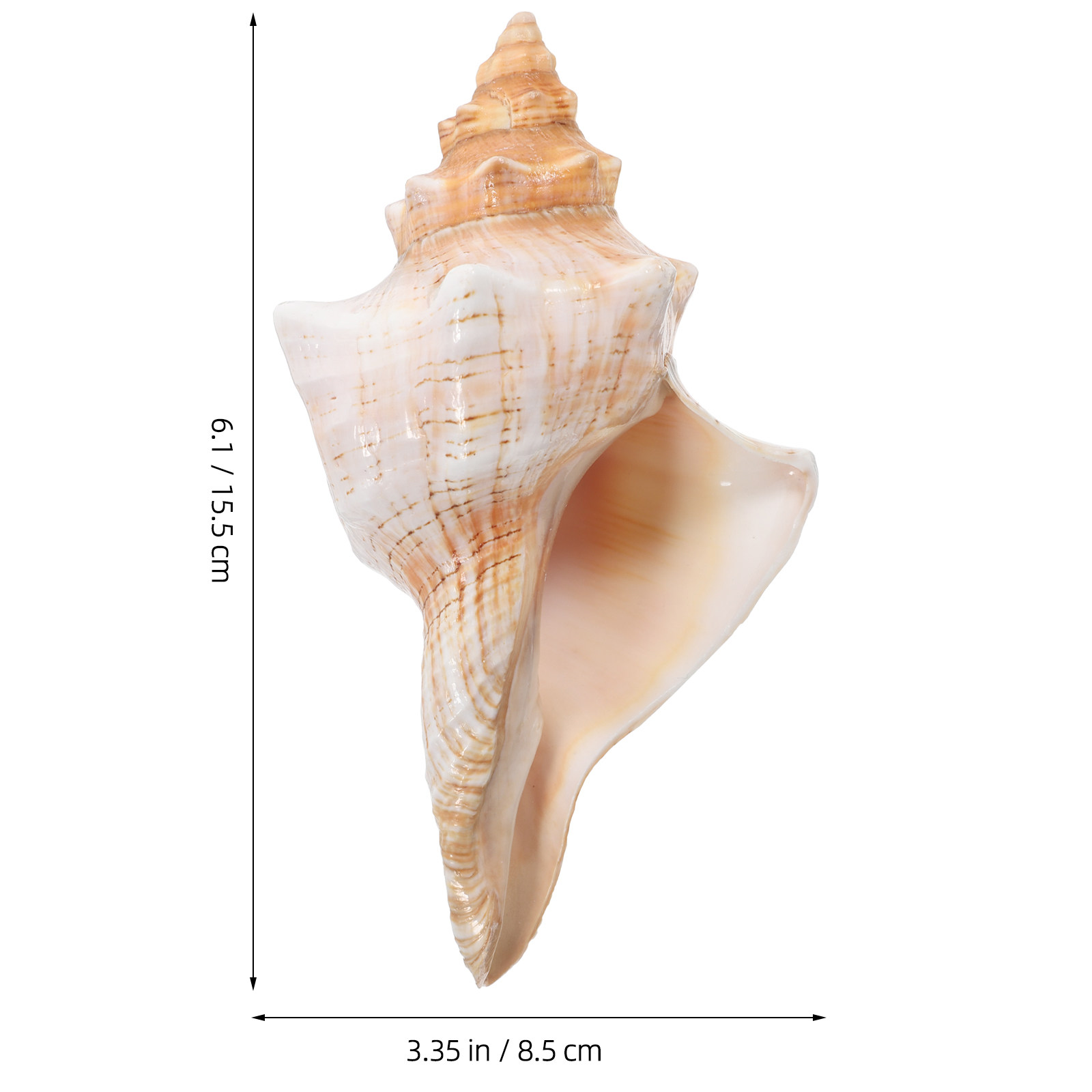 Natural Giant Conch Shell with - огляд і ціна Planted Aquarium Photos