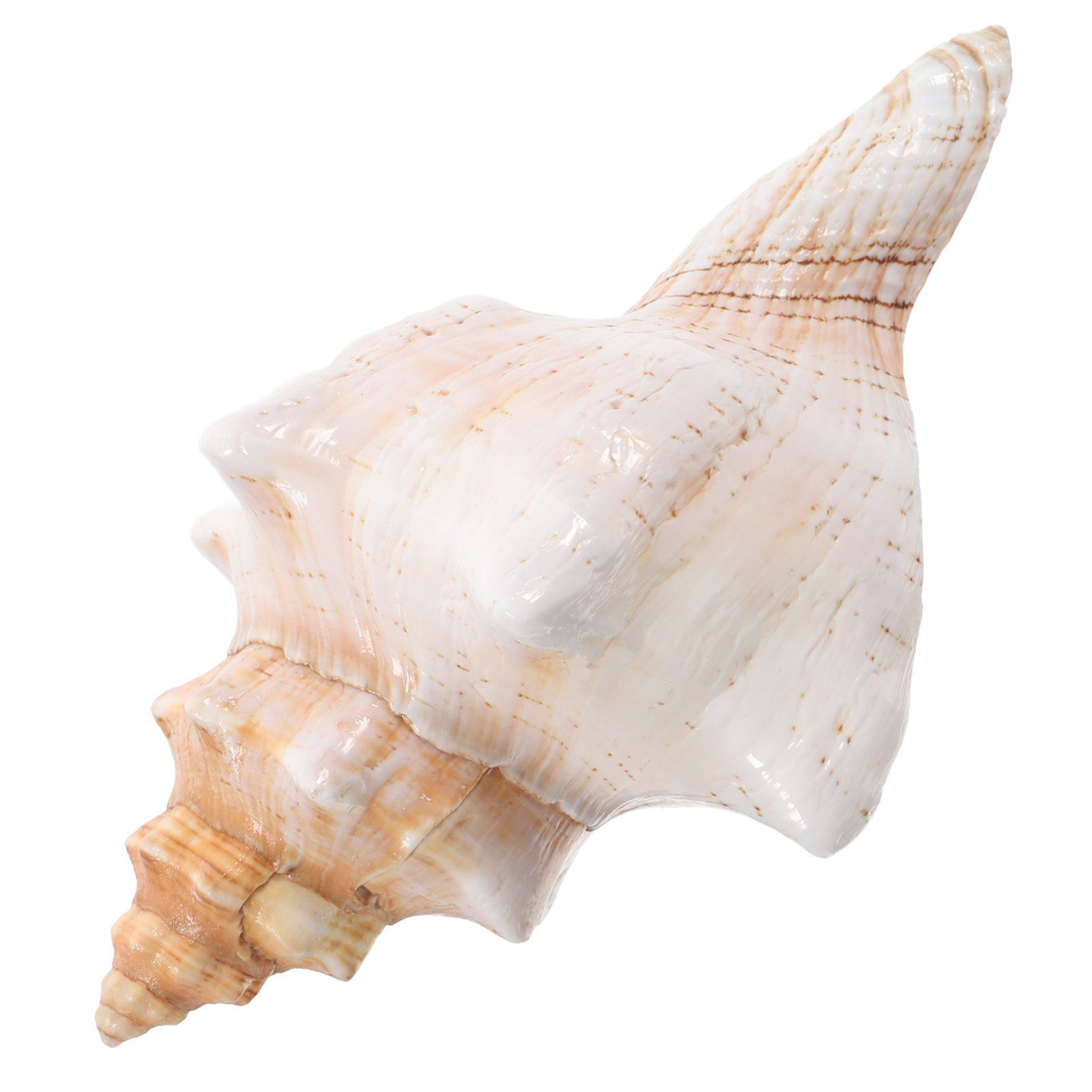Natural Giant Conch Shell with - огляд і ціна Planted Aquarium Photos