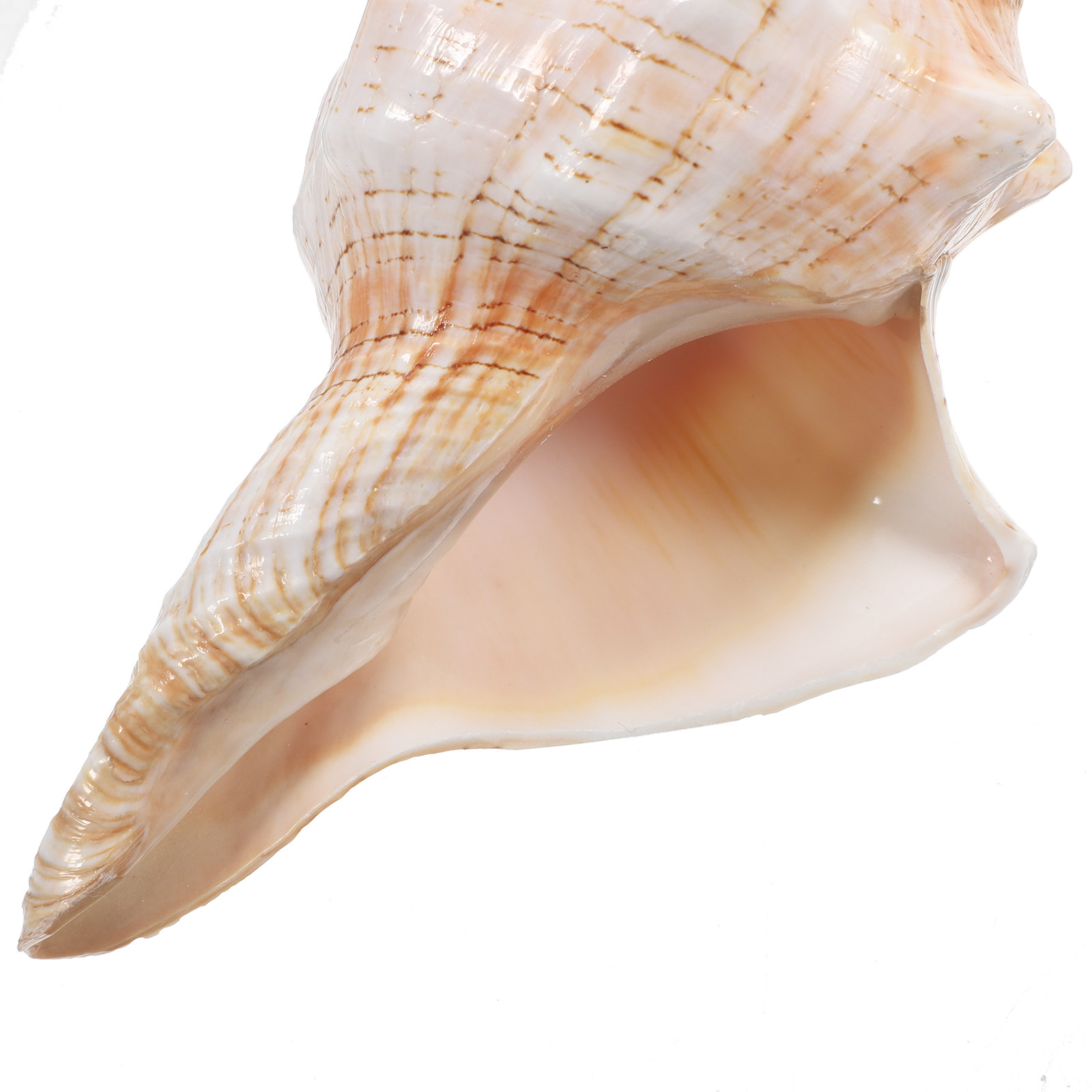 Natural Giant Conch Shell with - огляд і ціна Planted Aquarium Photos