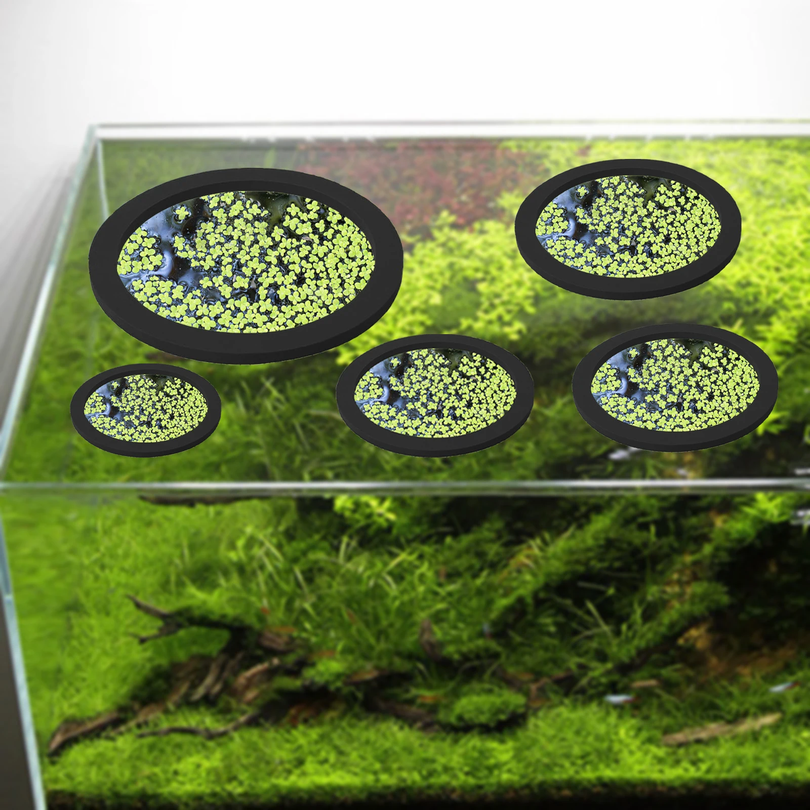 5Pcs EVA Fish Feeding Ring Aqu - огляд і ціна Aquarium Planted Aquarium