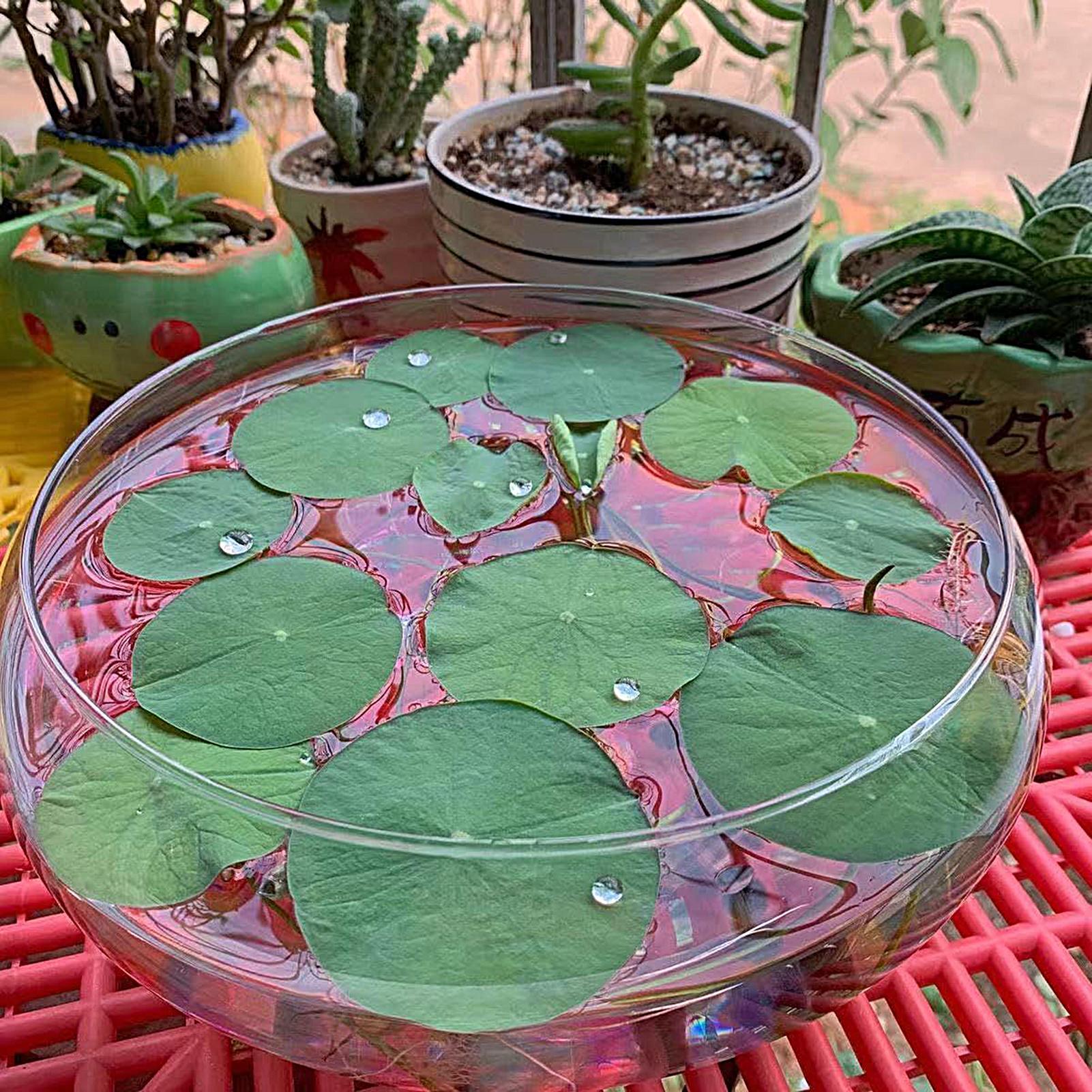 Fish Glass Bowl Glass Large Hy - огляд і ціна Planted Aquarium Bowl